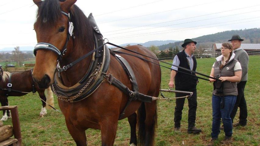 Für Ross und Reiter: Zugpferdewettbewerb in Pollanten