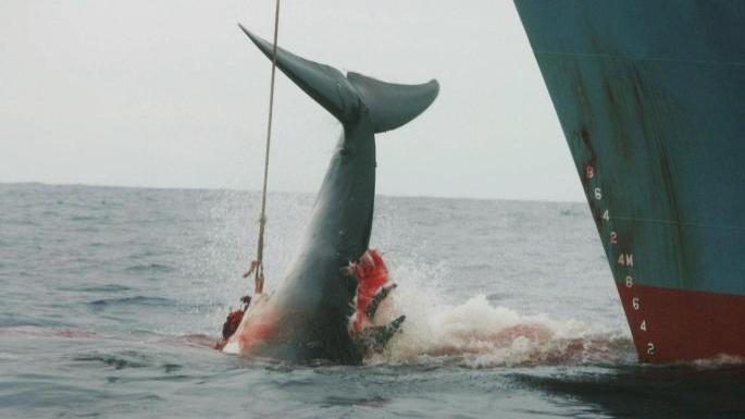 Besonders vor Japan (im Bild) und den Färöer Inseln wird noch immer Walfang praktiziert.