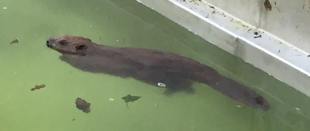 Er zog einsam seine Bahnen im Nürnberger Naturgartenbad - Mitarbeiter retteten den Biber dann am frühen Morgen aus seiner misslichen Lage. Er zog einsam seine Bahnen im Nürnberger Naturgartenbad - Mitarbeiter retteten den Biber dann am frühen Morgen aus seiner misslichen Lage.