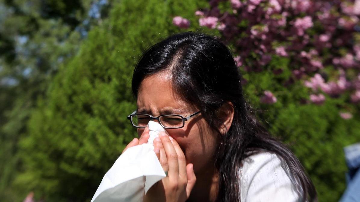 Fliegende Pollen drangsanieren Nase und Augen
