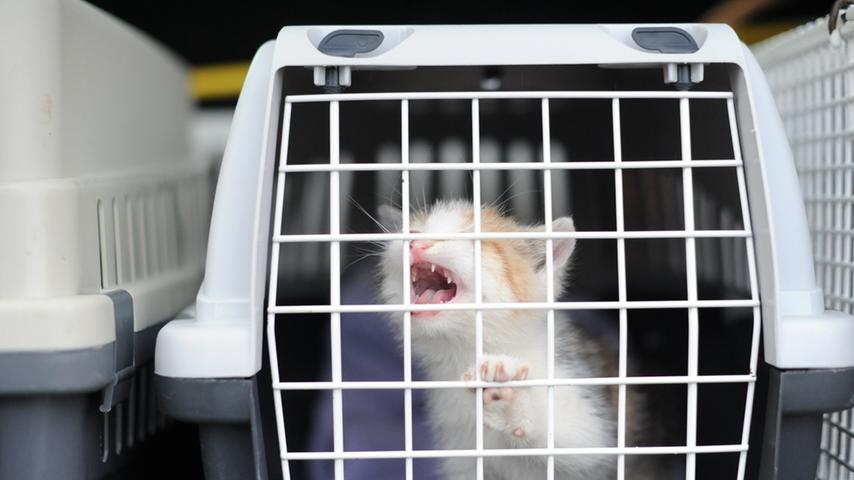 Katzen in Container entsorgt: Tierdrama in Seligenporten
