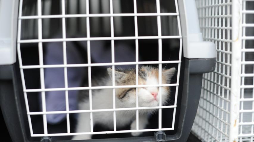 Katzen in Container entsorgt: Tierdrama in Seligenporten
