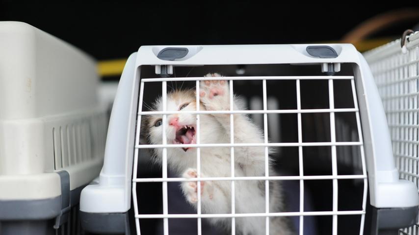 Zählte 2014 zu den skurrilsten Wiesn-Fundsachen: eine Katzen-Transportbox. Glücklicherweise nicht inklusive Katze.