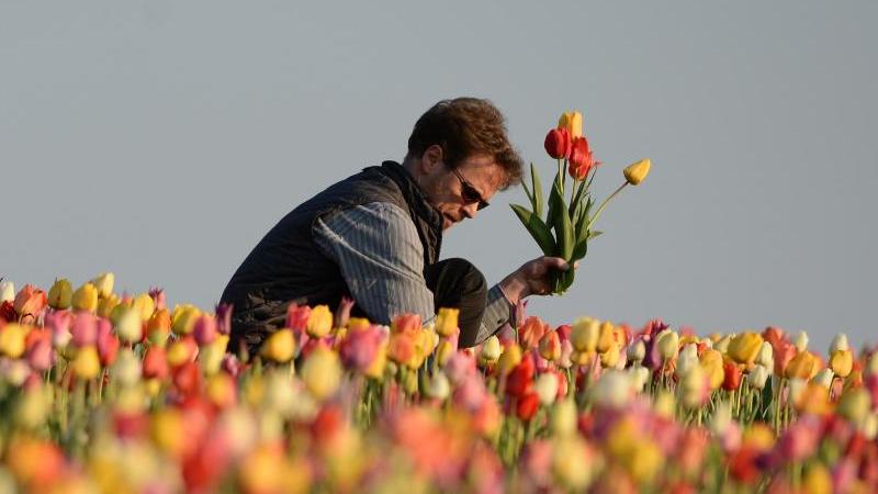 Tulpen über Tulpen - wer einmal in Holland war, hat wahrscheinlich auch ein Meer aus den berühmten Frühlingsblumen gesehen. Doch die bunten Blumen kommen ursprünglich aus der Türkei. Nach ihrem Import stellte sich heraus, dass sie auf niederländischem Boden sehr gut gedeihen. 100 Tulpensorten hat Holland mittlerweile herangezogen.