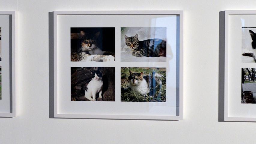 Mehr als Katzenvideos: #catcontent im Kunstpalais