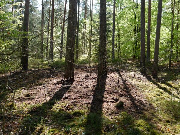 Flammen am Trimm-Dich-Pfad: Feuerwehr verhindert Waldbrand in Wolfstein