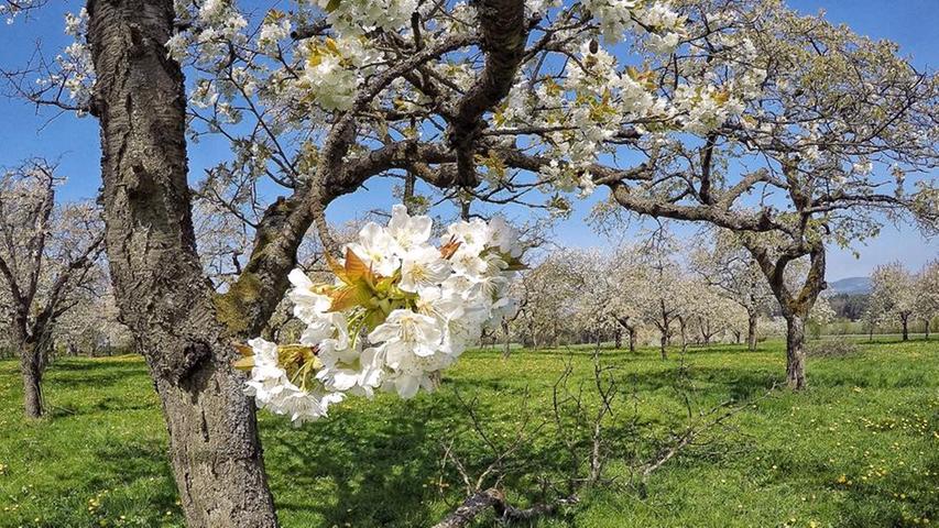 Vergängliche Schönheit: Kirschblüte in Kalchreuth