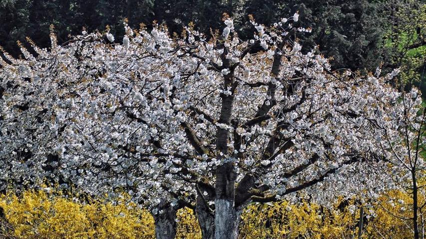 Vergängliche Schönheit: Kirschblüte in Kalchreuth