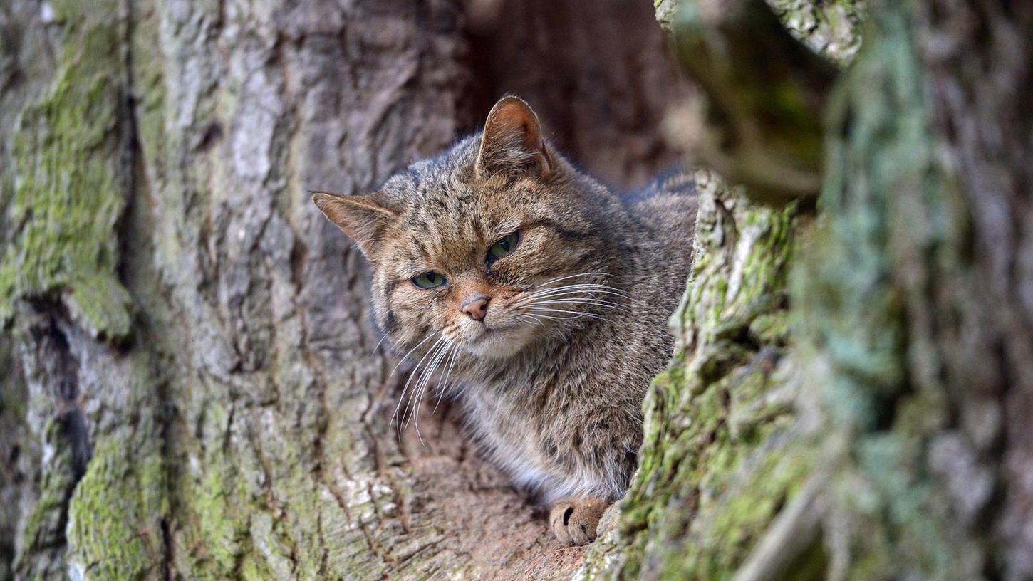 Wieder Wildkatzen im Sebalder Reichswald 