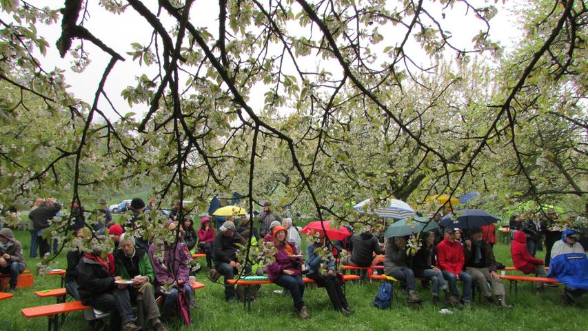 Oberrüsselbach: Kirschblütenfest unterm Regenschirm