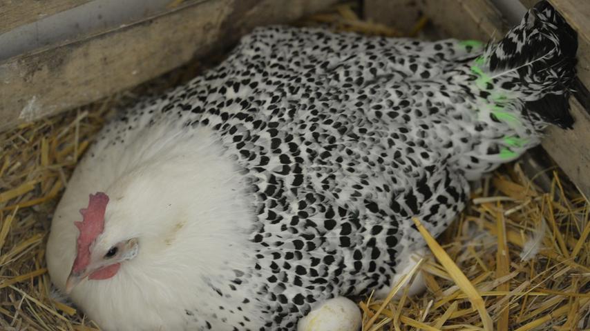 Das ostfriesische Mövchen ist die Mutter des Jahres im Wildpark Hundshaupten:  Sie brütet derzeit nicht nur ihre eigenen Eier, sondern auch noch zwei  Pfauen-Eier aus.