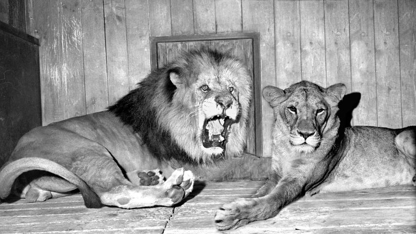 Simba (links) und Saida im Raubtierhaus. Hier geht es zum Artikel vom 16. Mai 1965: Zwei Majestäten sitzen hinter Gittern.