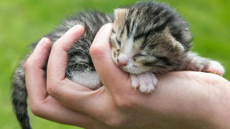 Tier in Gefahr: Katzenbaby aus fahrendem Auto geworfen - Panorama