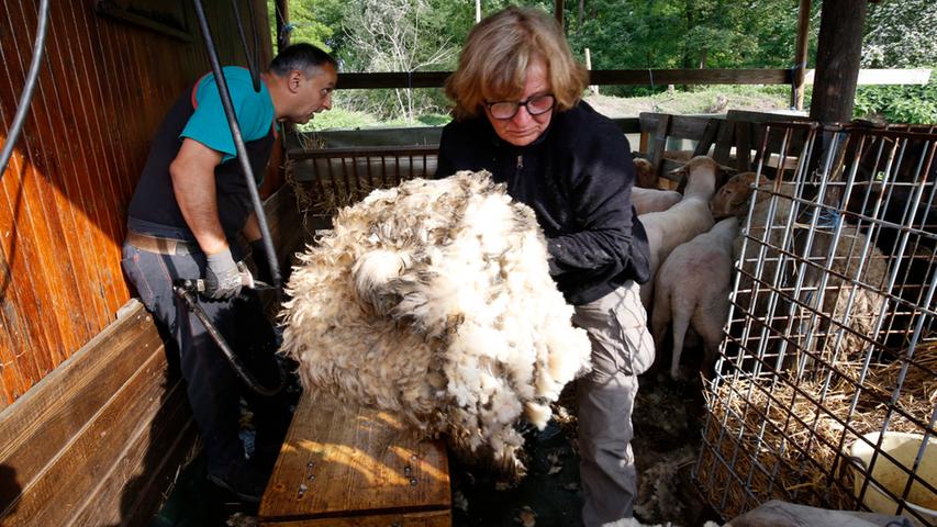 Runter mit der Wolle: Schurtag bei den Rotkopfschafen