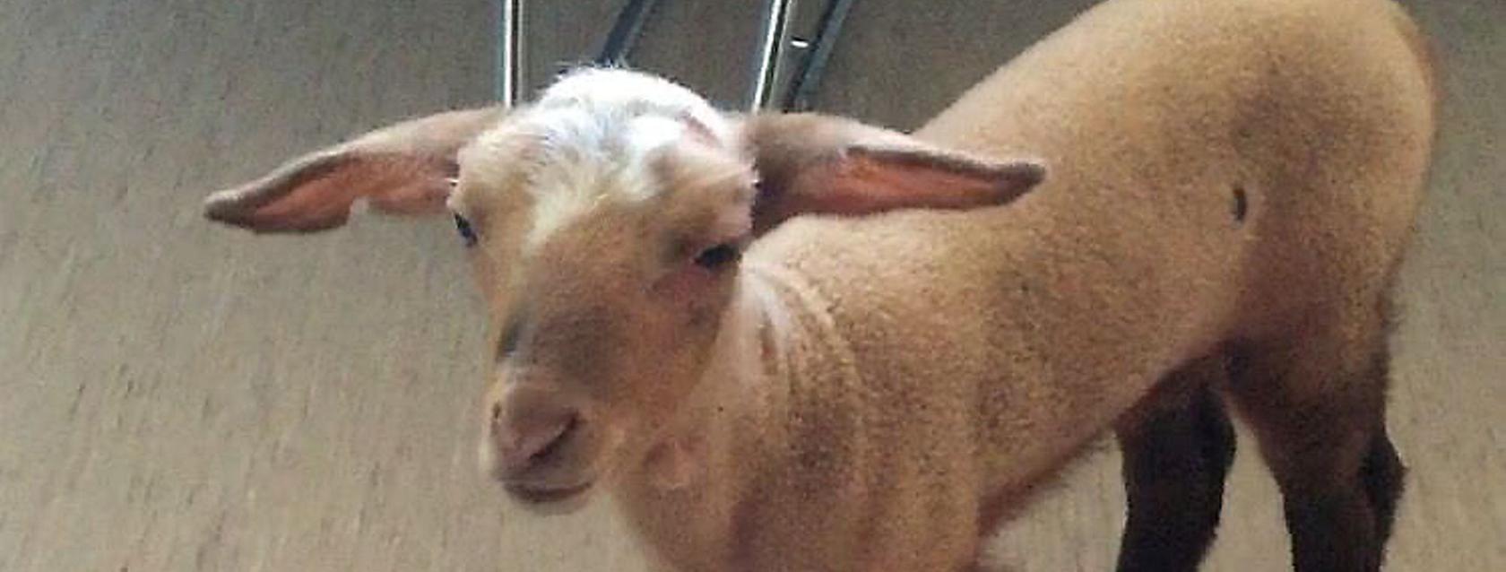 Das Lamm "Rosi" hat eine lange Odysee hinter sich: Nach einigen Tagen in einem Münchner Bordell befreite die Polizei das Tier. Nun steht fest: Das junge Schaf stammt aus dem Nürnberger Tiergarten.
