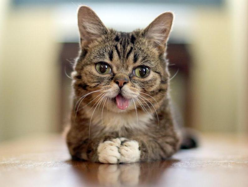 Genom von Internet-Kätzchen Lil Bub wird entschlüsselt 