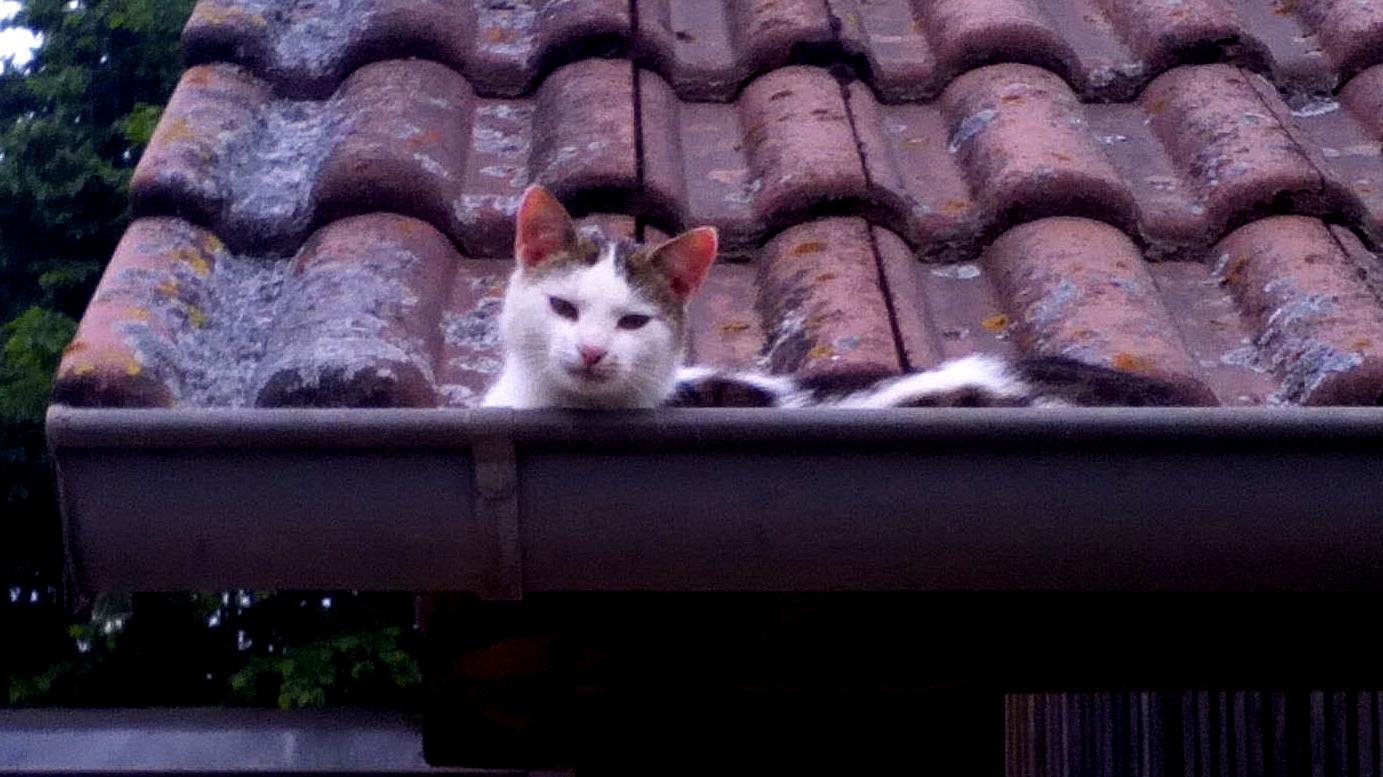 Katze schlummert in der Dachrinne