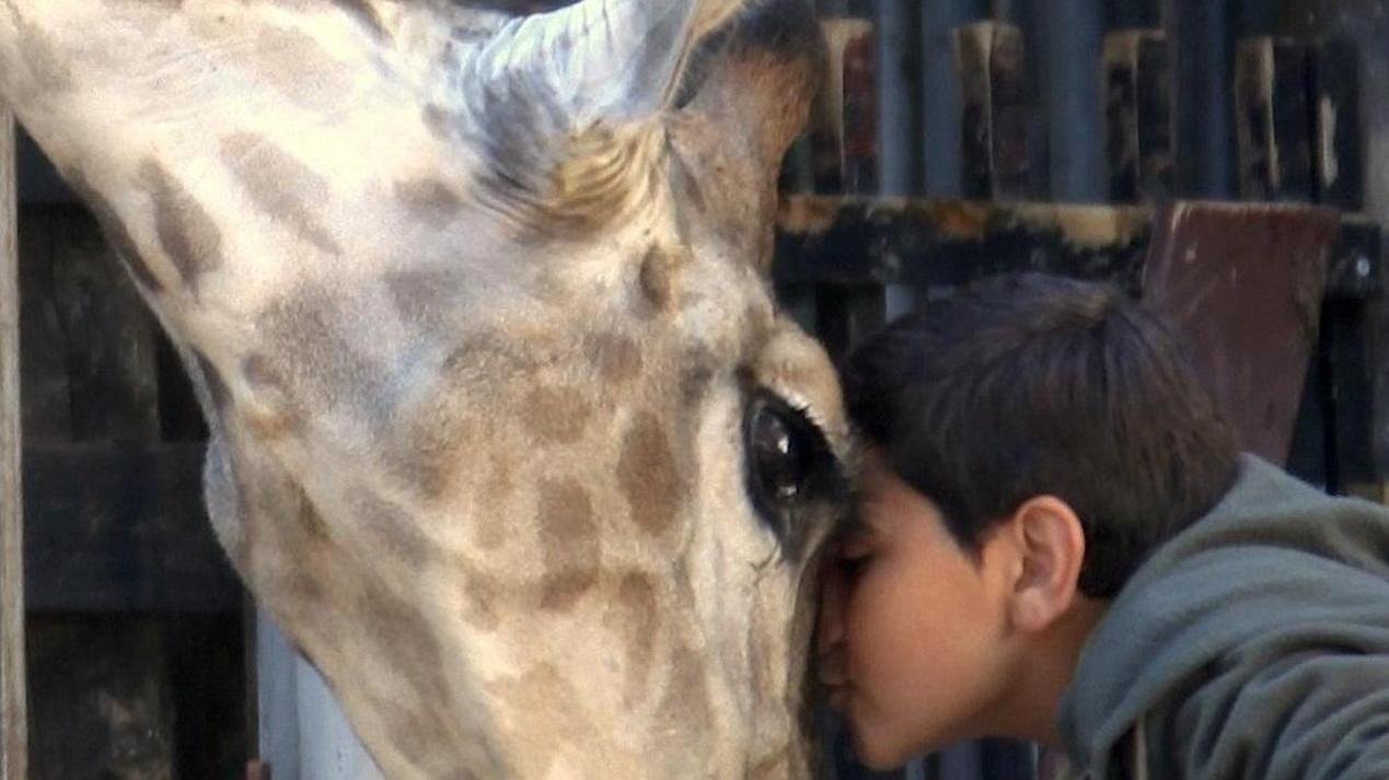 „Giraffada“: Tierisches Abenteuer im Westjordanland