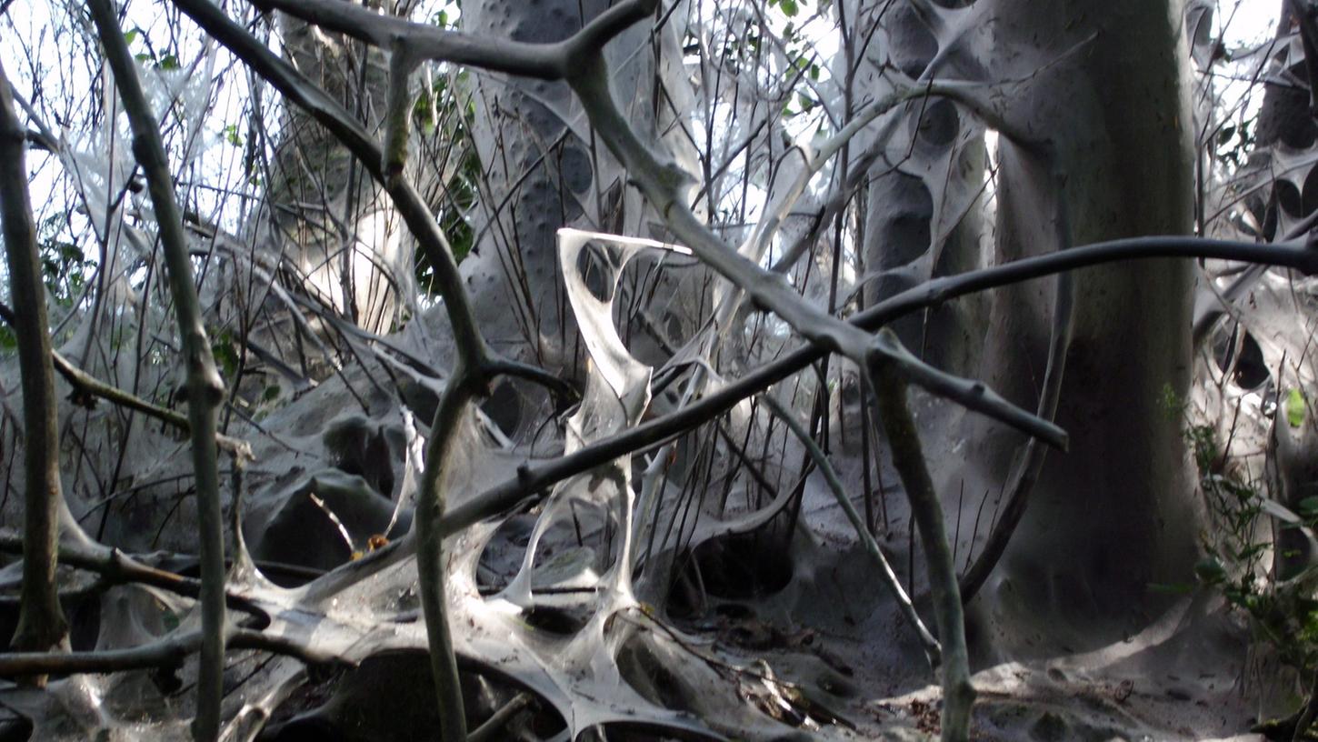 Wie im Gespensterwald: Raupen sorgen für Gruselstimmung