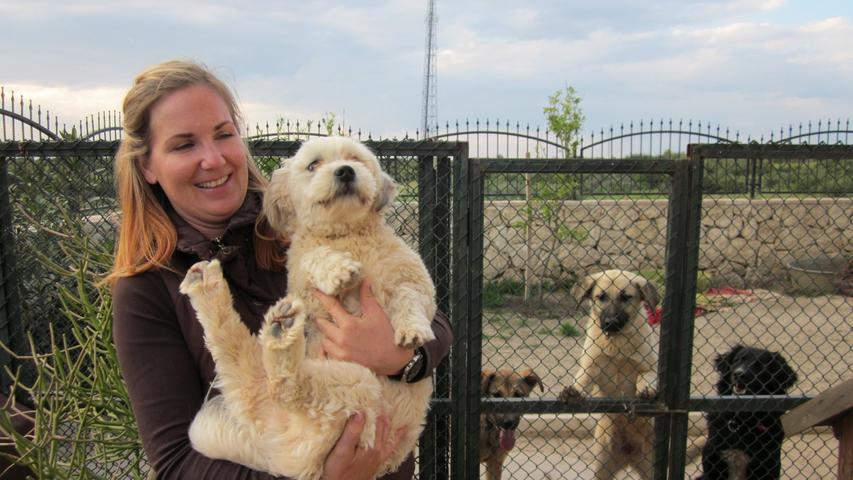 39+ toll Bild Misshandelte Hunde Suchen Ein Zuhause Uhxxllhujgfwvm