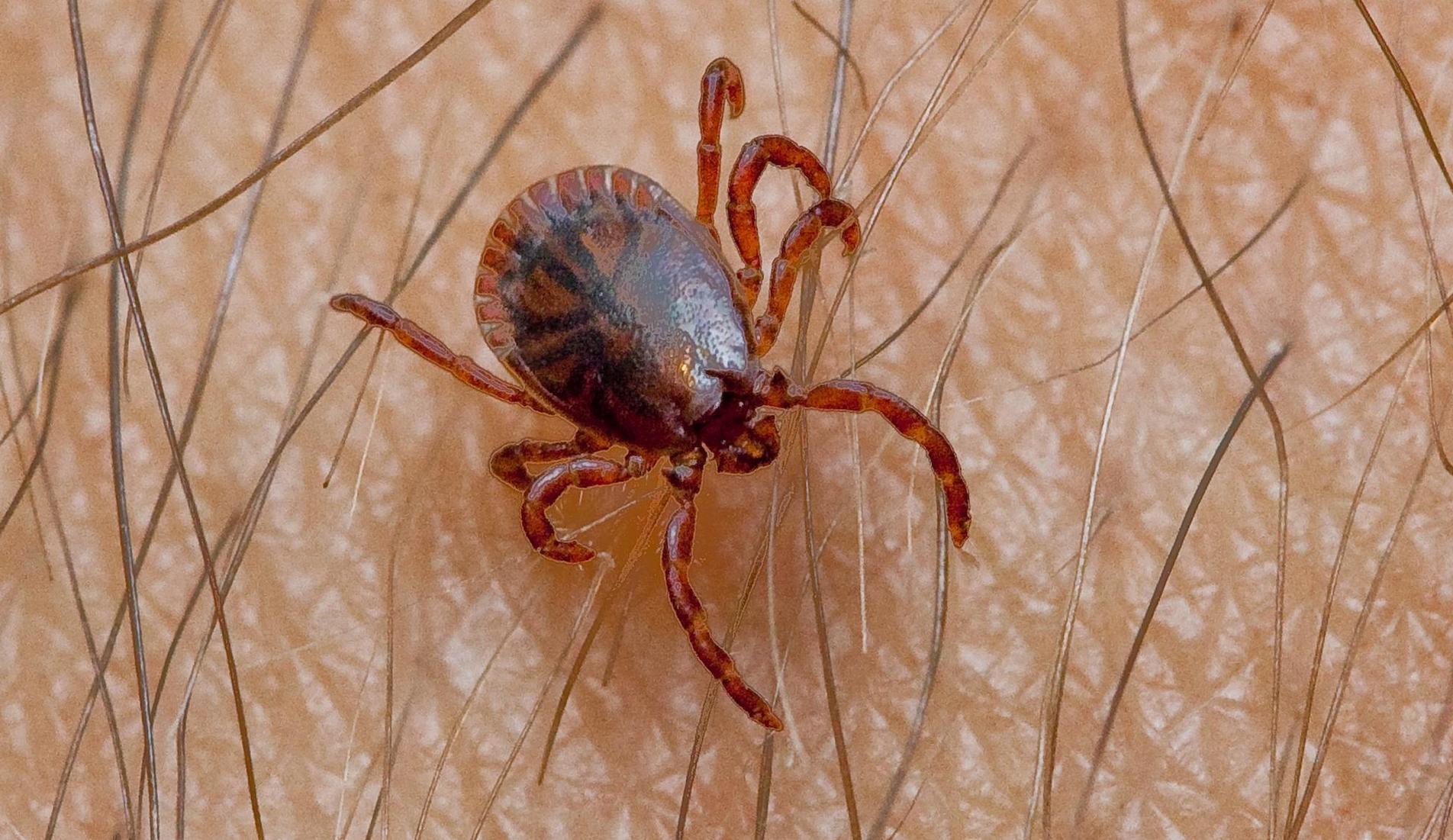 Eine weitere Ansteckung und Erkrankung ist durchaus möglich.