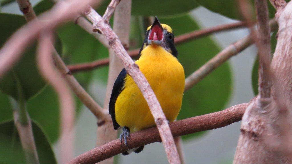 Singvögel sind als Haustiere oder für Gesangswettbewerbe beliebt. Leider sterben sie oft qualvoll in den engen Käfigen. Im Bild ein Veilchenorganist aus Südamerika.