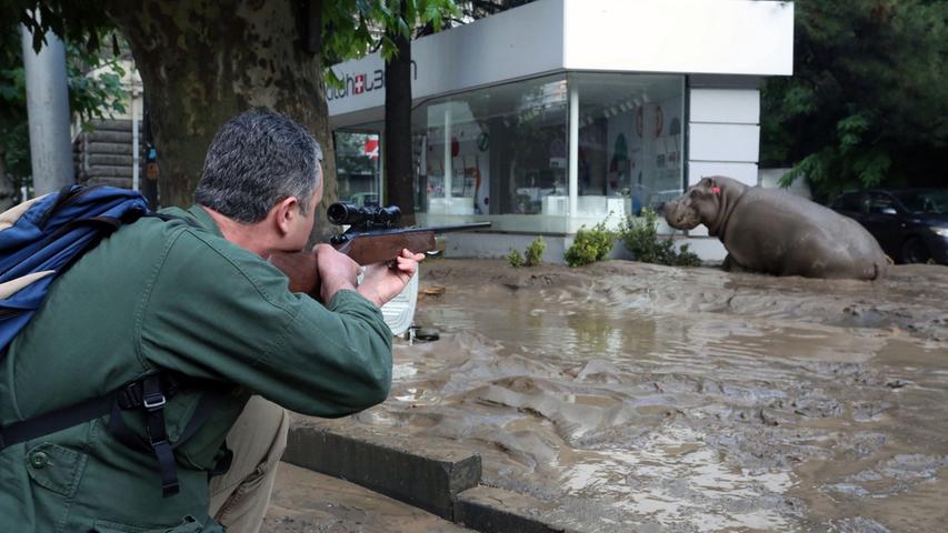 Wildtier-Alarm! Raubtiere streunen nach Unwetter durch Tiflis