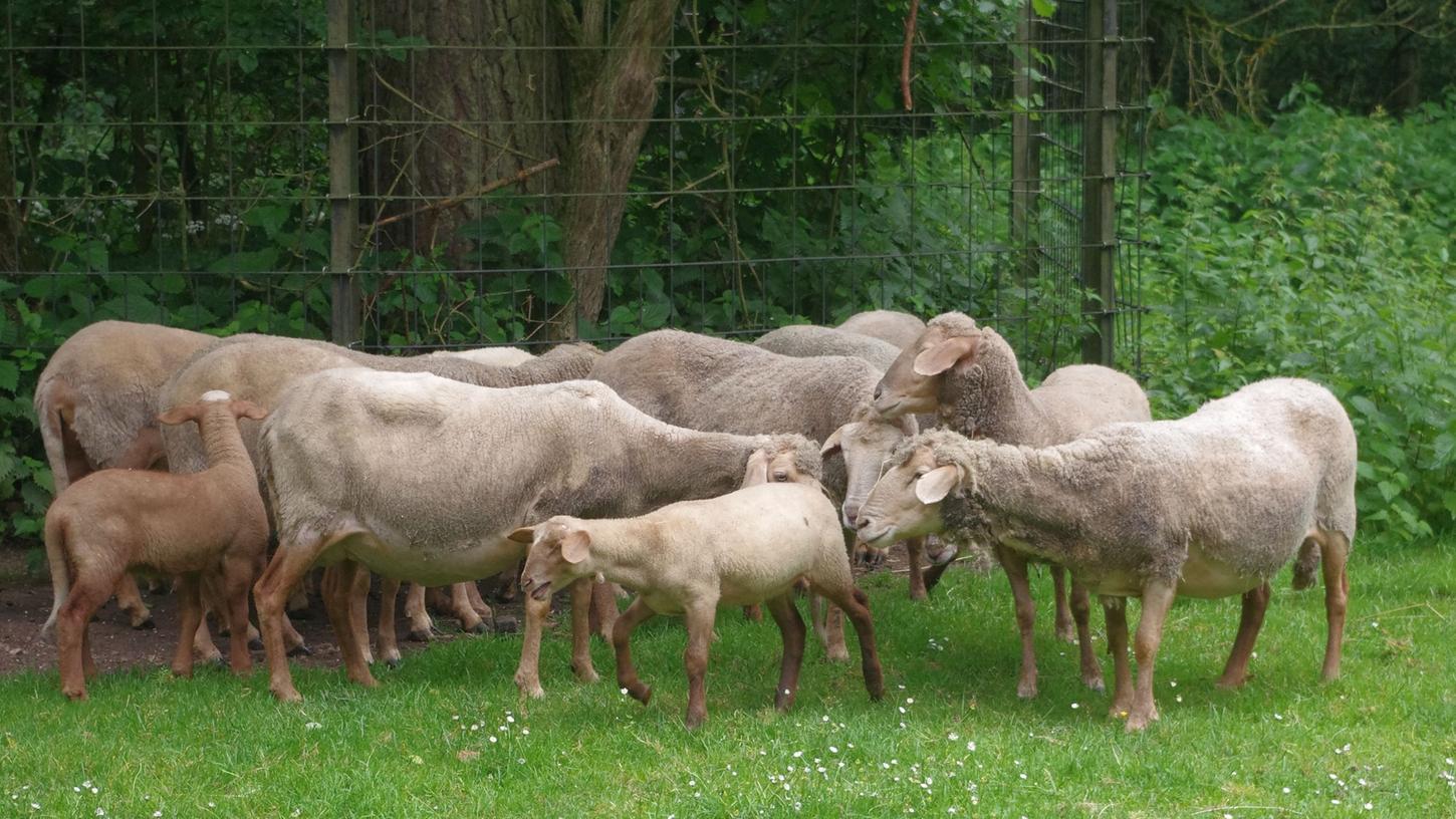 Das Puff-Schaf Rosi darf wieder zurück zu seiner Herde im Kinderzoo des Nürnberger Tiergartens.