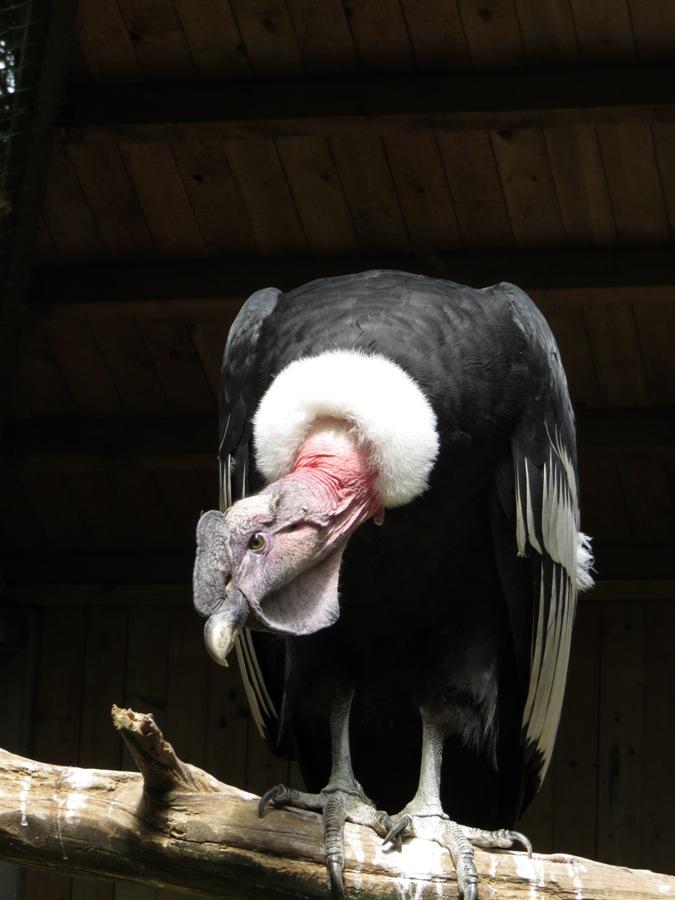 Heute wird die Gesamtpopulation des Andenkondors auf etwa 10.000 Individuen geschätzt. Der Bestand nimmt immer noch weiter ab. Eine größere Untersuchung der Greifvogelbestände in der dicht besiedelten Metropolitan-Region Chiles verzeichnet einen abnehmenden Kondorbestand und gibt als Grund Verfolgung, Nahrungsmangel und Habitatsverlust an.