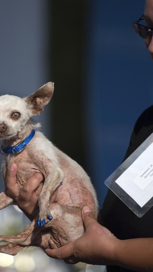 Kalifornien sucht den hässlichsten Hund der Welt