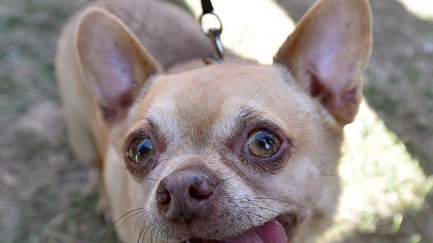 Kalifornien sucht den hässlichsten Hund der Welt
