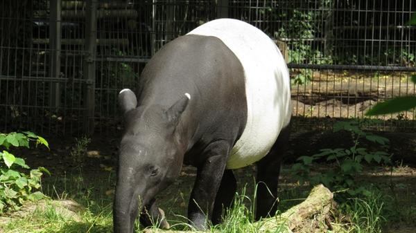 Der Schabrackentapir wird in der Roten Liste gefährdeter Arten mit dem Status stark gefährdet geführt. Durch die Zerstörung der Regenwälder, die Ausweitung der menschlichen Besiedlung und die zunehmende Jagd auf die Tiere wurde der Bestand weitestgehend ausgerottet. Wie viele freilebende Schabrackentapire es noch gibt, ist weitgehend unklar, da sie sich aufgrund ihrer scheuen Lebensweise nur selten den Menschen zeigen.