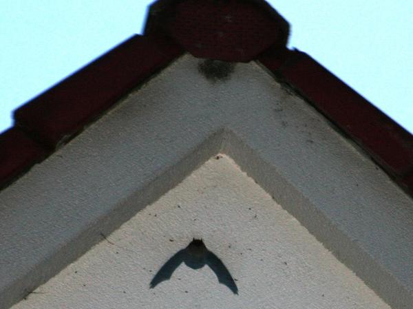 Unter den Dachziegeln ein Zuhause für Fledermäuse