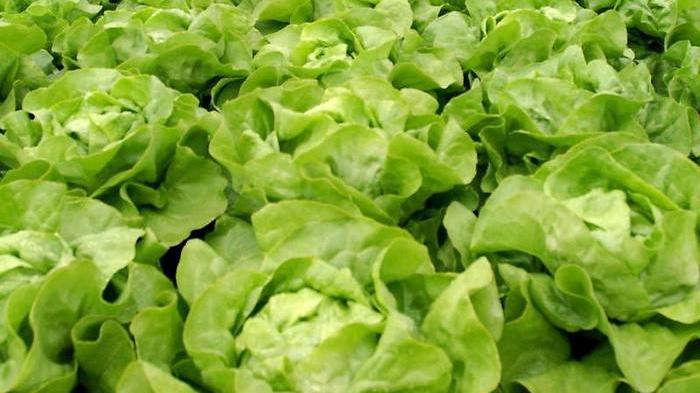 Hat kein Fett und ist gesund: Kein Wunder, dass Salat zu den beliebtesten Lebensmitteln zählt. 57 Prozent von uns schlemmen Blattsalat und Rohkost fast täglich.