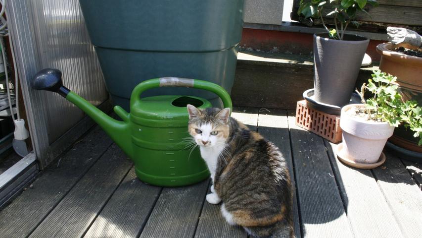 Herrn Uebelmanns Katze lassen die Pflanzen unbeeindruckt. Sie interessiert sich vielmehr für das Wasser in der Gießkanne.