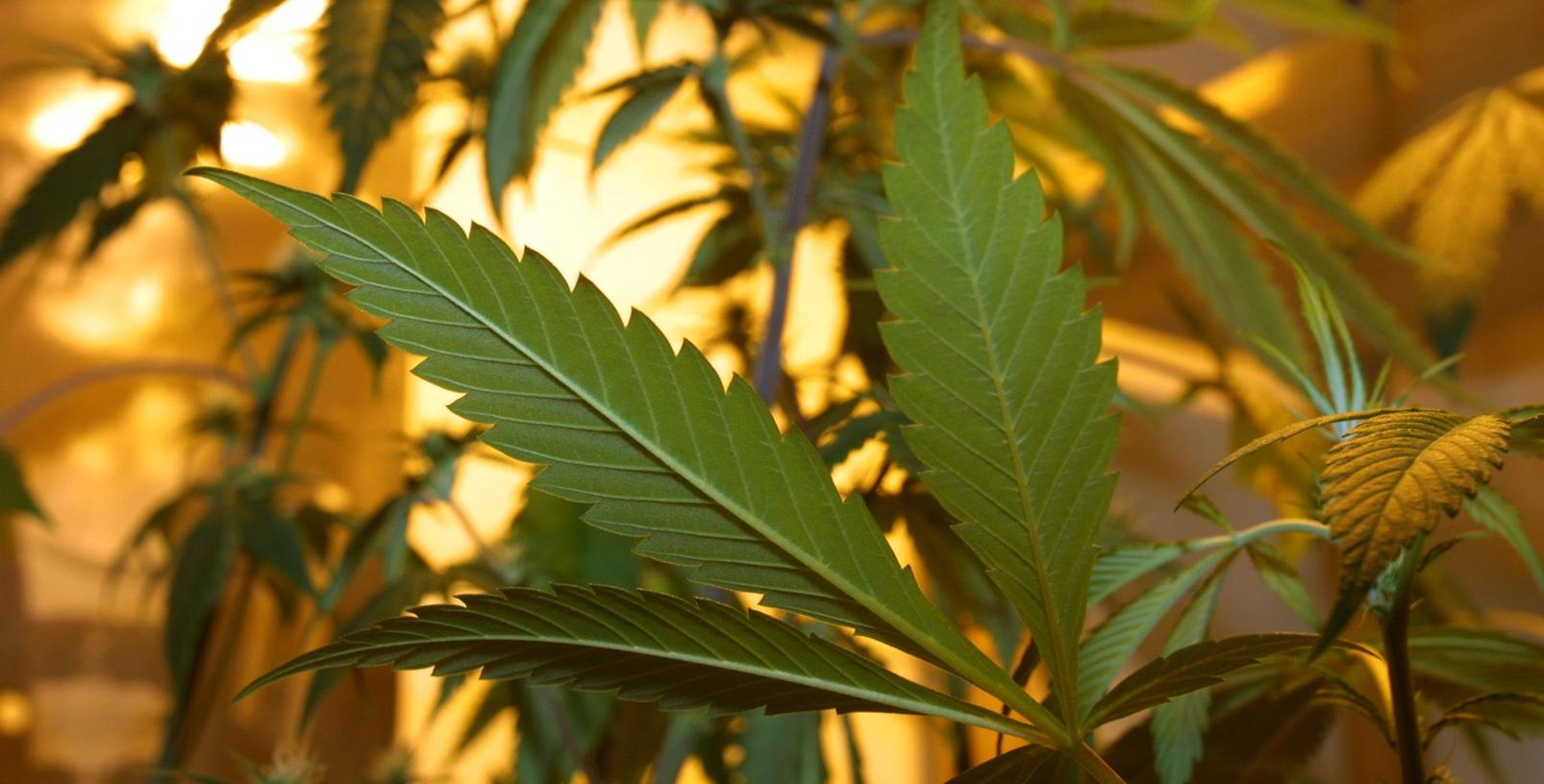 Eine private Plantage mit 198 Cannabispflanzen und zwei Kilogramm Marihuana stellte die Kripo Würzburg am Dienstag in der Wohnung einer 34-Jährigen sicher. (Symbolbild)