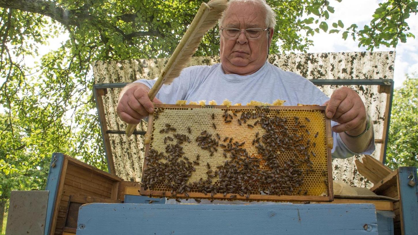 Erlangen: Blüten für Bienen sind seltener geworden