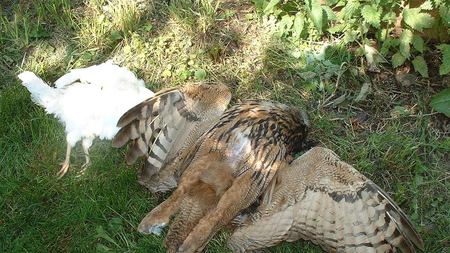 Der Uhu hatte keine Chance: Das so verlockend aussehende tote Huhn war mit einem Giftstoff präpariert.