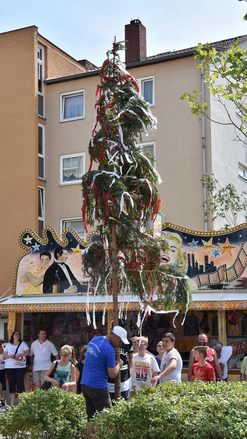 Sommerfest-Hardhöhe: Der Kinder-Kirchweih-Baum steht