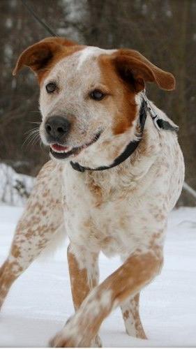 Benny ist ein Labrador-Mix. Er musste abgegeben werden und sucht jetzt einen Rudelführer/in, der/die ihm ganz klar seine Grenzen zeigt.
 Labrador-Mix
 Alter: *ca. 2003
 erfasst am: 14.01.2011