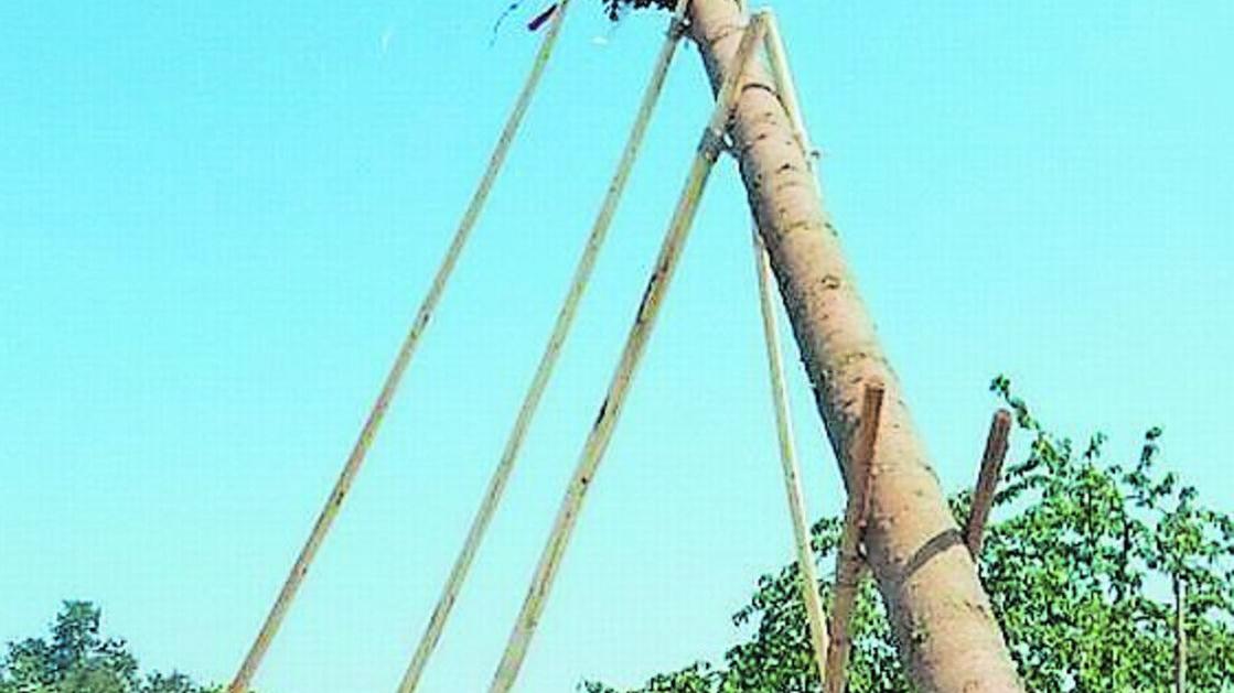 Kärwa Kammerstein: 29-Meter-Baum aufgestellt