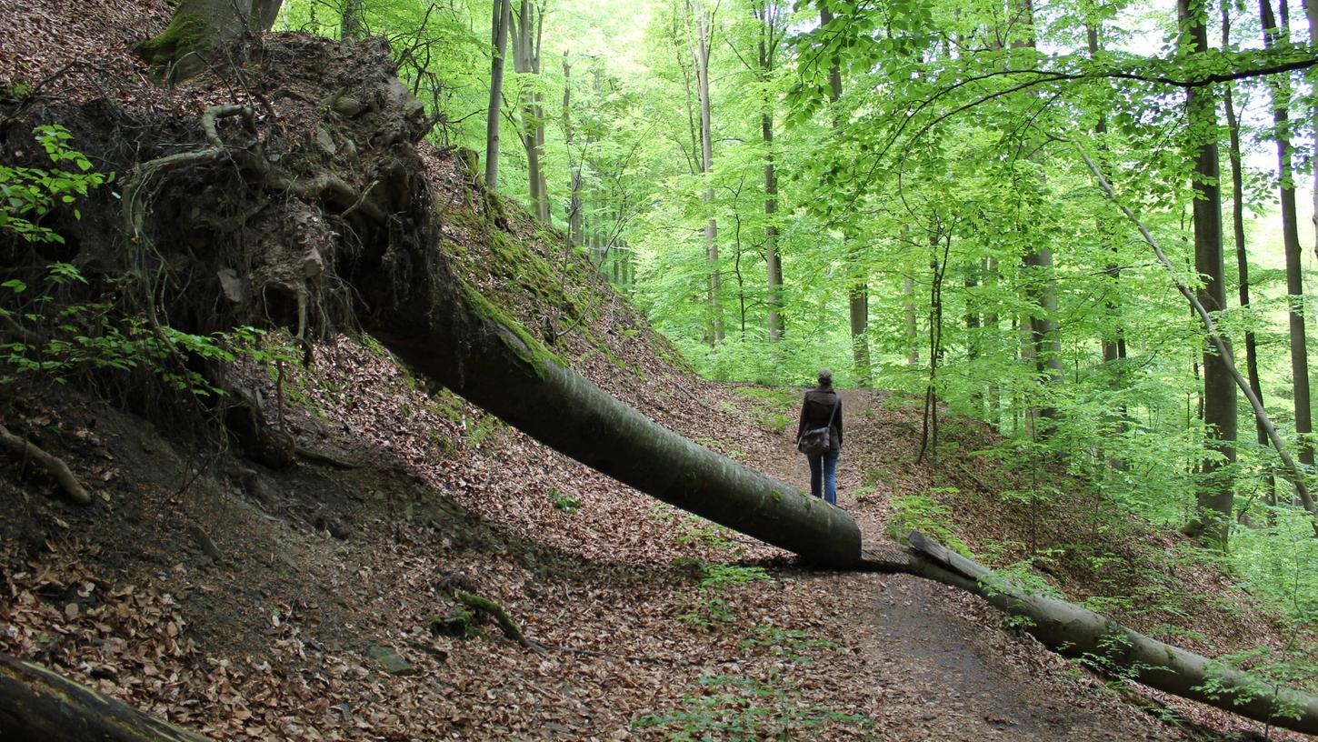 Der Steigerwald mit seinen großen Bestand an Laubbäumen gilt als ökologische Besonderheit.