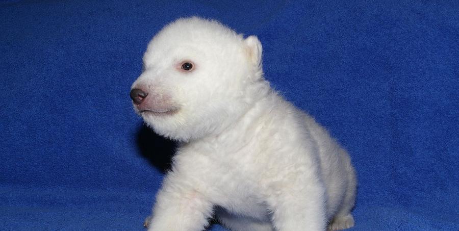 Erst Knut in Berlin, dann Flocke in Nürnberg: 2007 verliebte sich Deutschland in das Eisbärchen Flocke - eine waschechte Fränkin. Knapp einen Monat nach ihrer Geburt im Dezember entscheiden sich die Pfleger zur Handaufzucht von Flocke, weil Mama Vera sich nicht mehr um sie kümmern konnte. Erst Knut in Berlin, dann Flocke in Nürnberg: 2007 verliebte sich Deutschland in das Eisbärchen Flocke - eine waschechte Fränkin. Knapp einen Monat nach ihrer Geburt im Dezember entscheiden sich die Pfleger zur Handaufzucht von Flocke, weil Mama Vera sich nicht mehr um sie kümmern konnte.
