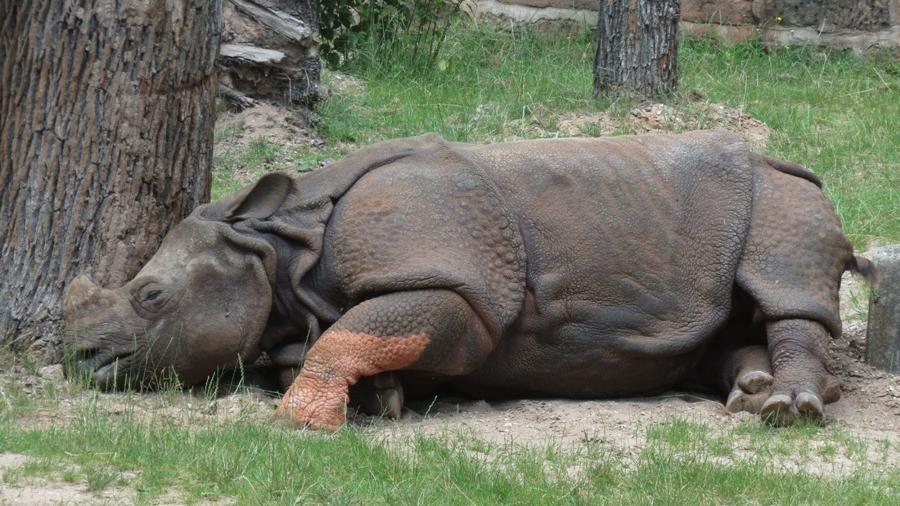 Nürnberger Nashorn Seto kommt in Zoo in Großbritannien