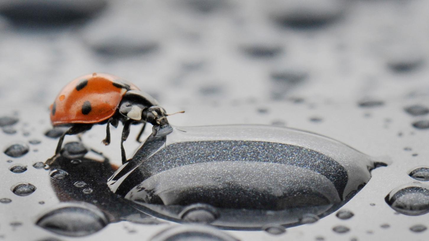 Ungewöhnlich viele Marienkäfer tummeln sich derzeit in den Gärten oder an den Hauswänden.