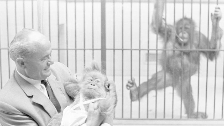 Der Tiergarten Nürnberg bekommt kurz vor Ferienbeginn nochmal Nachwuchs: Die Gorilla-Babys „Delphi“ und „Vico“. Hier geht es zum Artikel vom 21. Juli 1965: Zwei neue Äffchen zeigen sich.