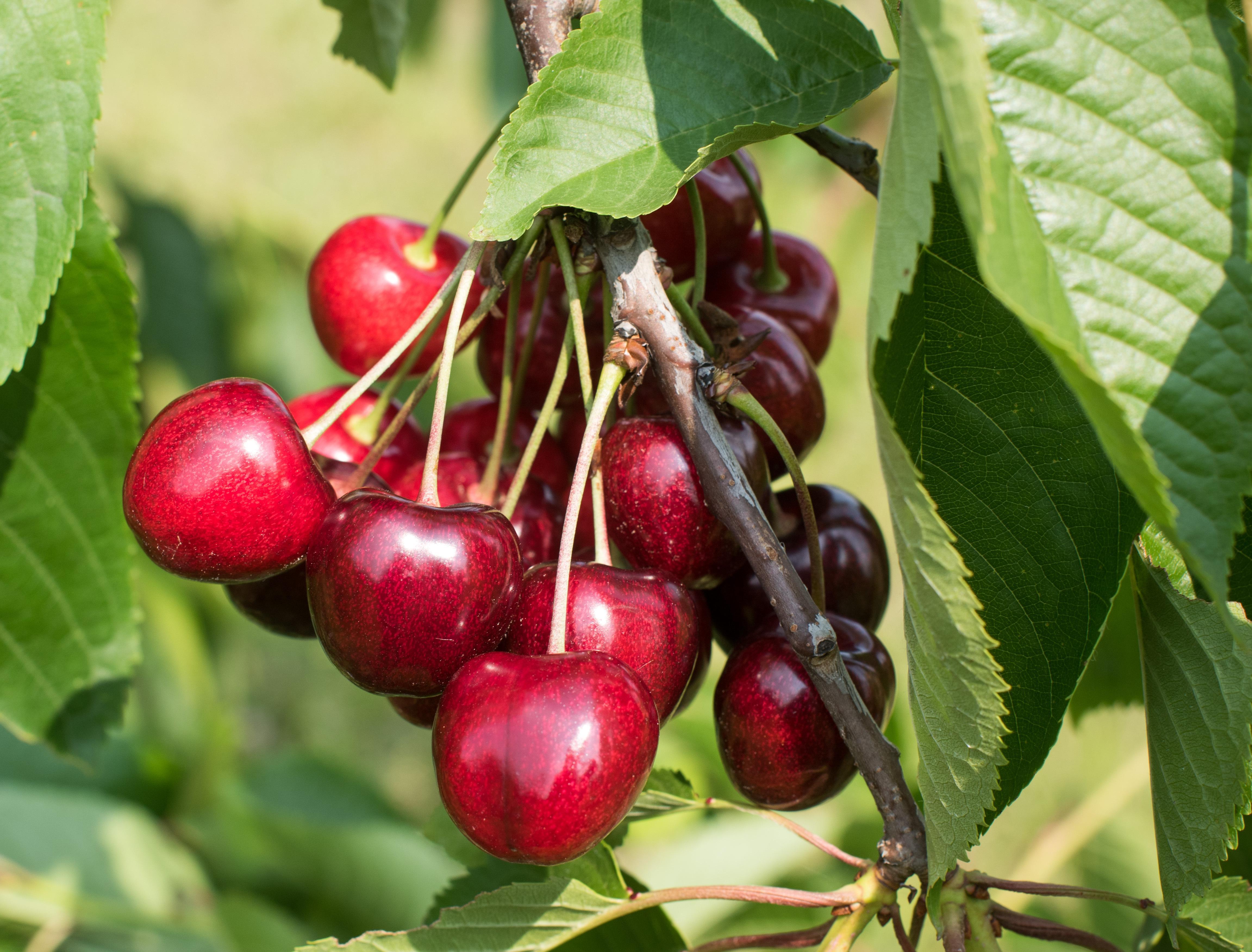 Kirschen