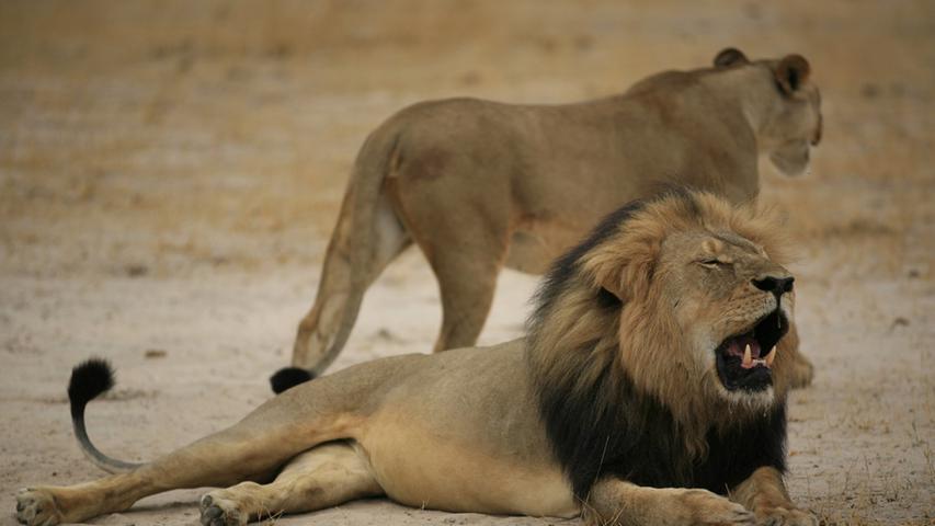 Löwe Cecil getötet, enthauptet und gehäutet: Proteste in Minnesota
