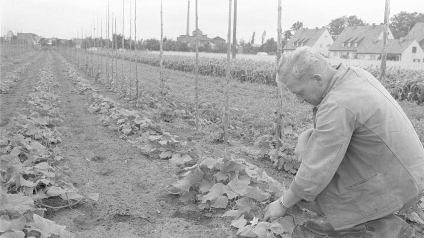 Bei Gurken müssen die Bauern im Knoblauchsland in diesem kühlen Jahr mit einer Mißernte rechnen. So wie hier ist es überall: Hier findet der Knoblauchsbauer nur eine Blüte an den Pflanzen. Hier geht es zum Artikel vom 2. August 1965: rste Ernte fiel aus.