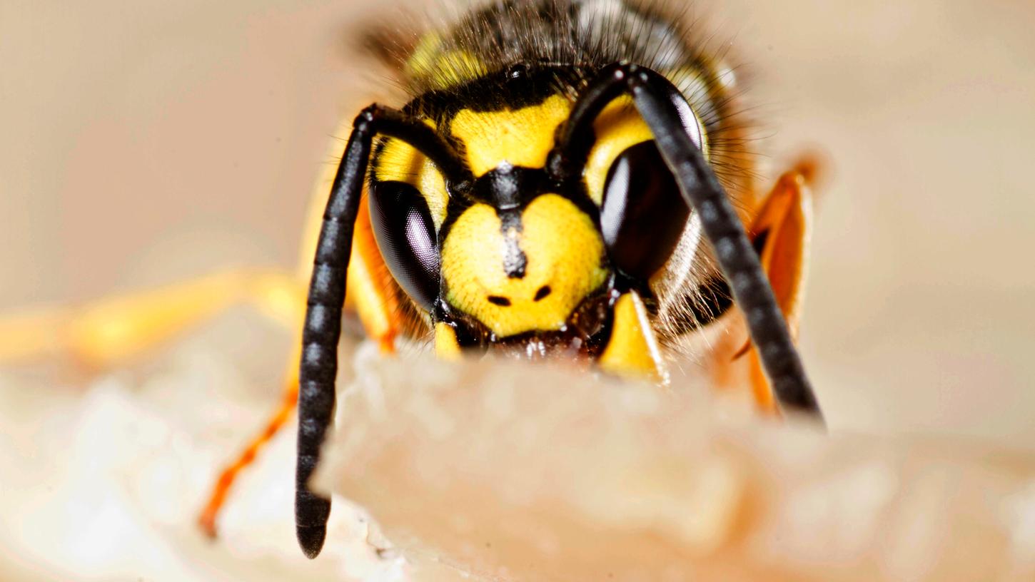 Wenn aggressive Wespen zur Gefahr werden 